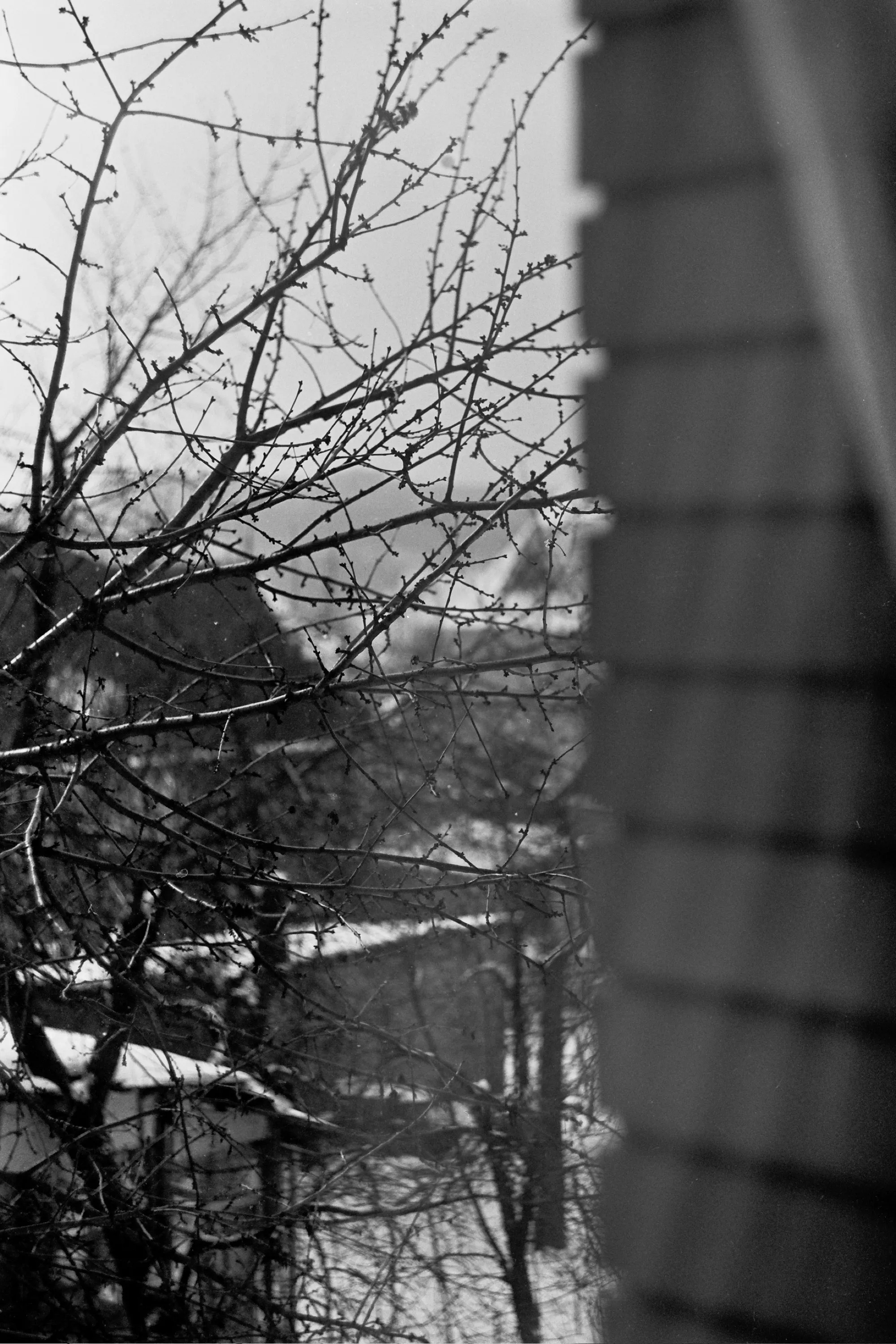 Frigid Mornings