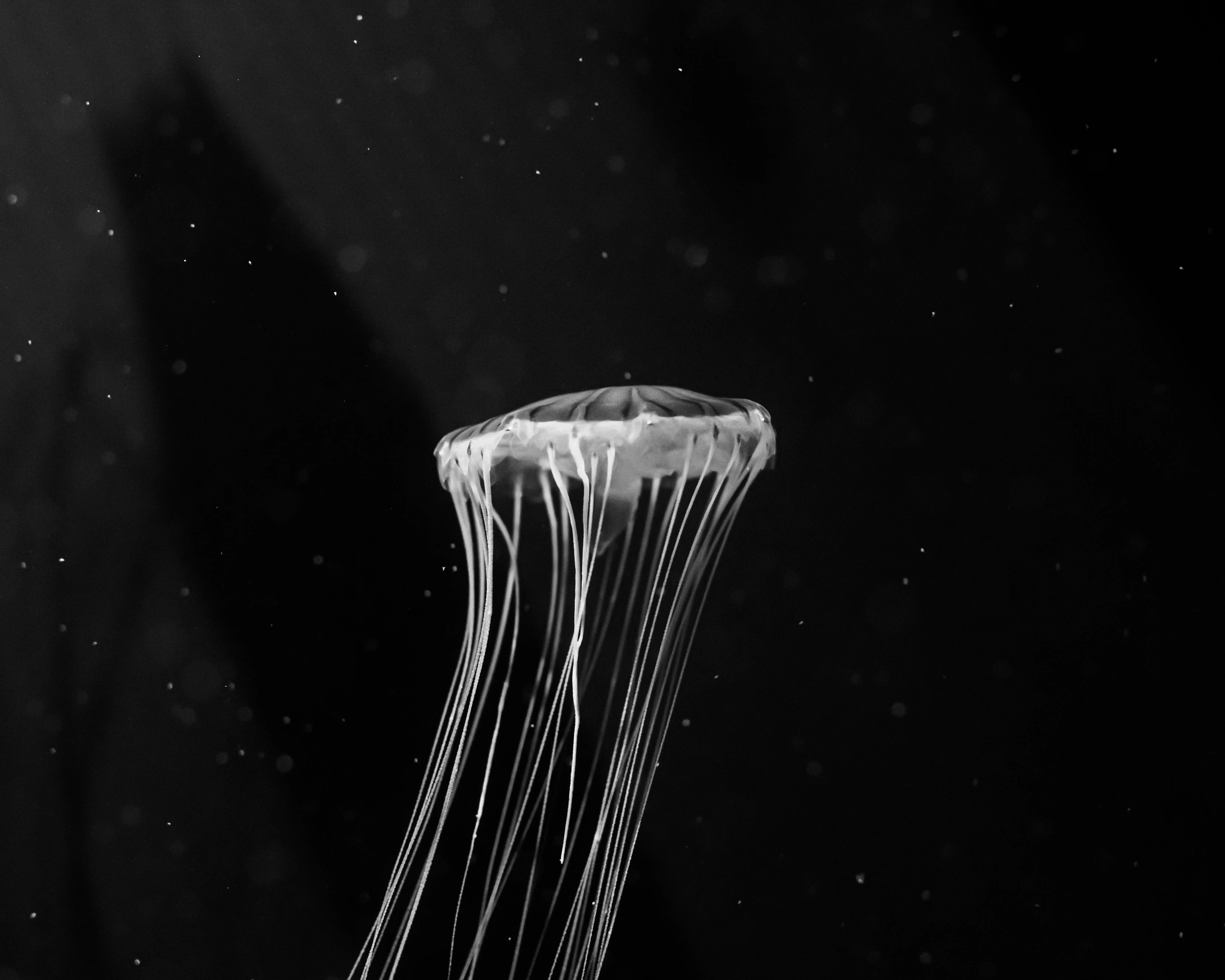 Nebulous