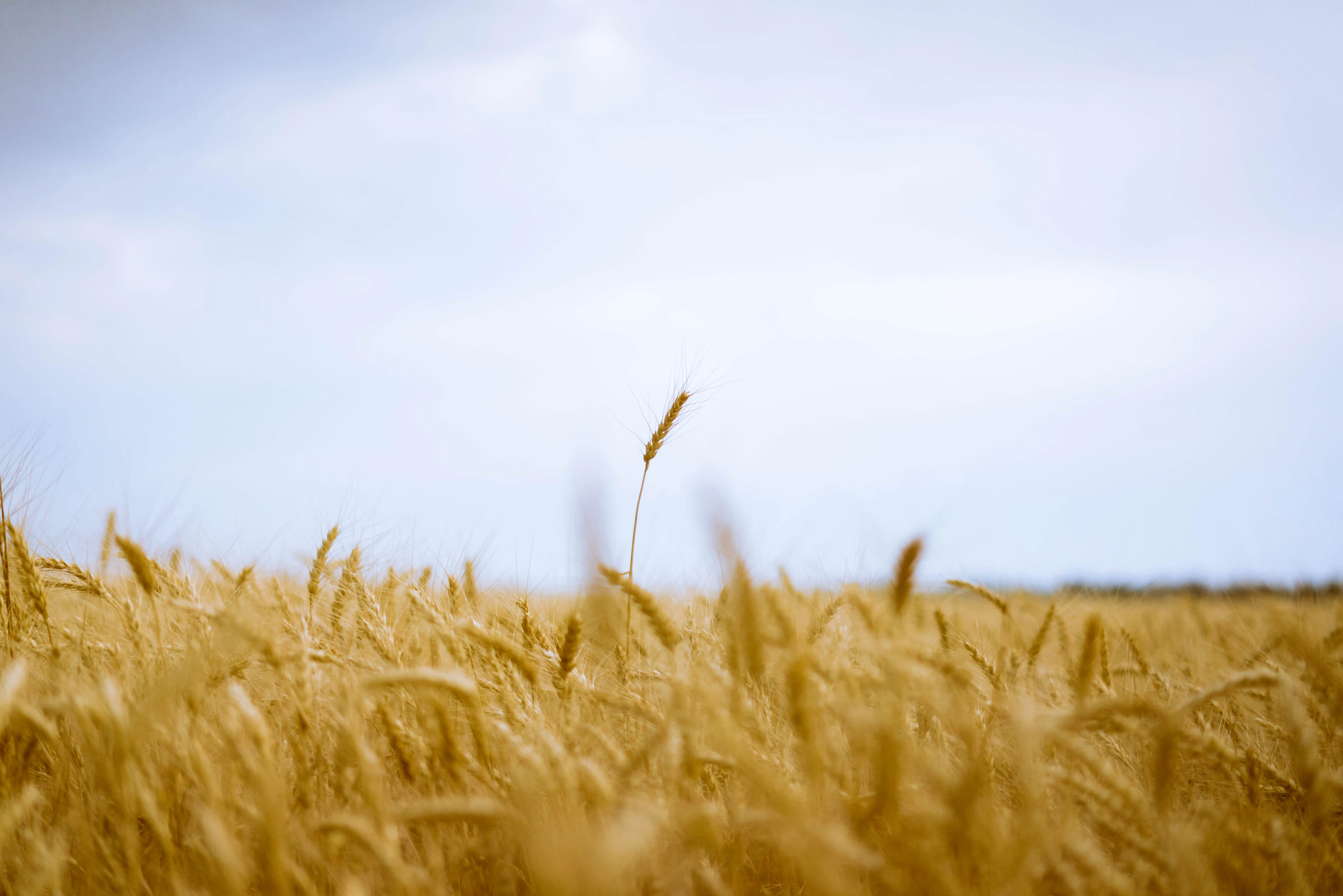 Golden Wheat