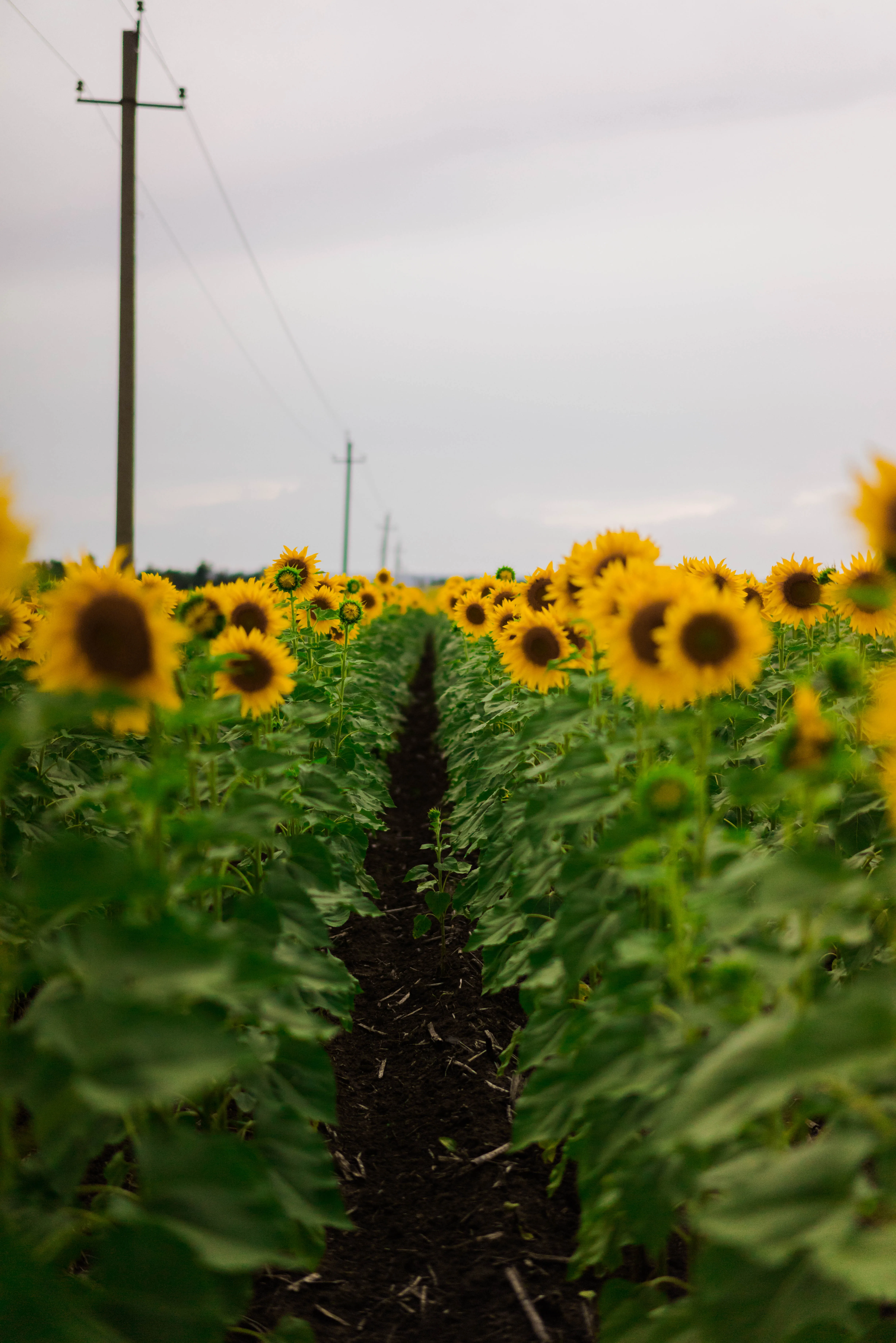 Towards the Sun